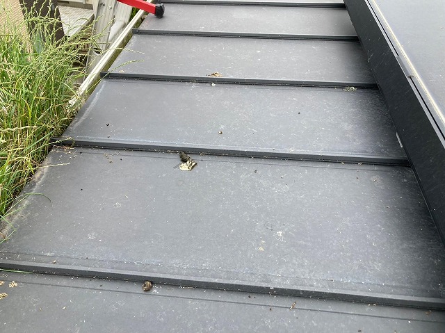 屋根材に付着した鳥の糞